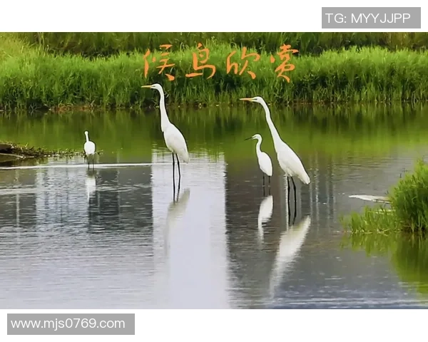 足球湿地的生态奇观与人类活动的和谐共生探索 足球湿地的生态奇观与人类活动的和谐共生探索